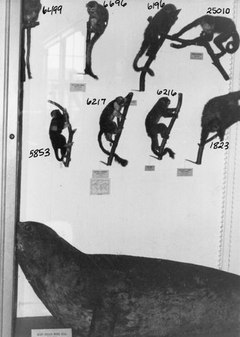 Media type: image; Mammalogy 6579 shows cataloged_item 6499 shows cataloged_item 6696 shows cataloged_item 6196 shows cataloged_item 25010 shows cataloged_item 5853 shows cataloged_item 6217 shows cataloged_item 6216 shows cataloged_item 1823